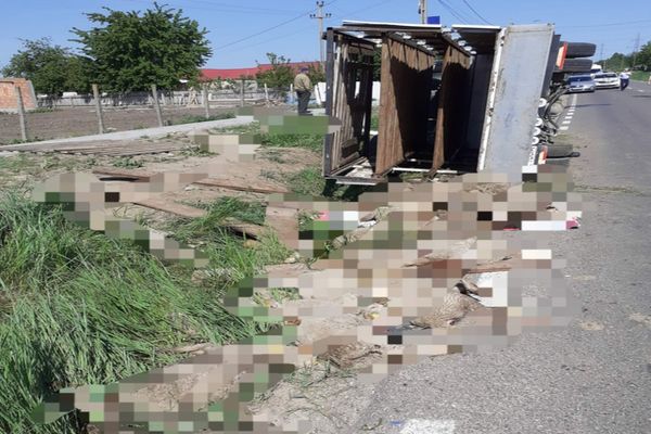 28 de oi au pierit într-un accident rutier 