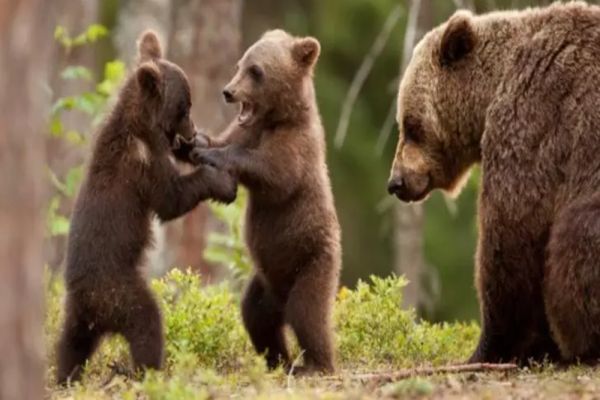 Parlamentul dă LIBER la împușcarea urșilor: reexaminarea cerută de Iohannis, RESPINSĂ