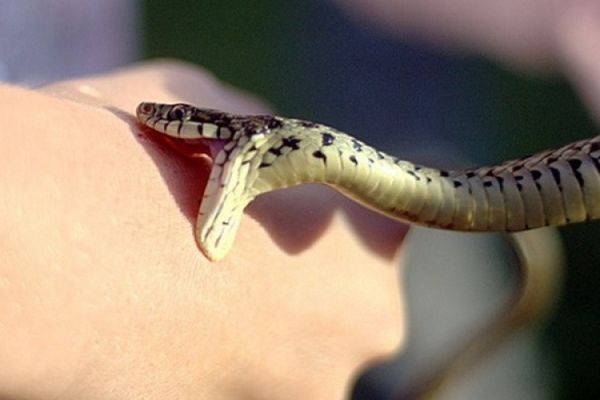 Este SEZONUL viperelor! Cum te ferești de mușcătura de viperă și de veninul toxic - Ce faci în caz de șoc anafilactic