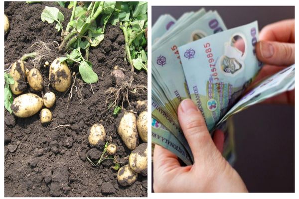 Cartofii riscă să devină un lux: mai puțini și mai scumpi! Românii sunt disperați