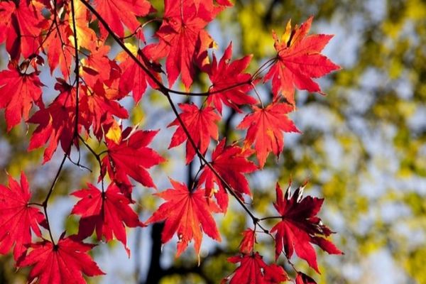 Val de aer rece peste România - ANM a emis prognoza pentru următoarele 4 săptămâni - Scădere puternică a temperaturilor