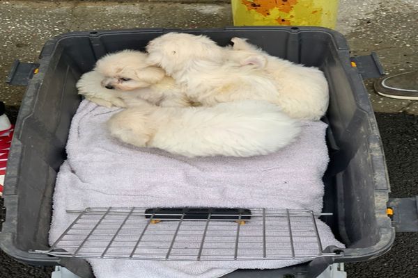 Dosar penal pentru un vasluian care a încercat să vândă într-o piață din Iași pui de câine mai mici de 8 săptămâni- FOTO