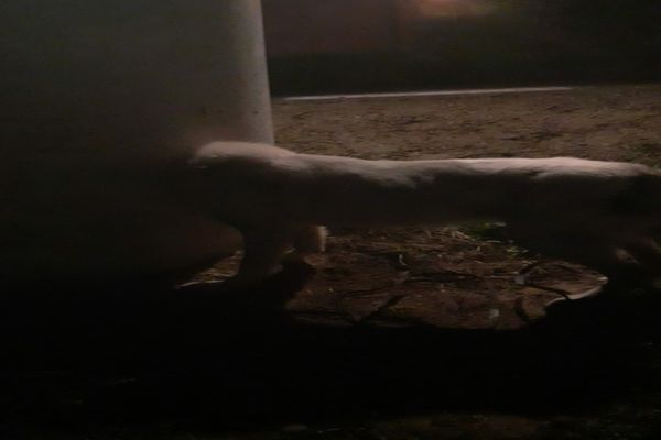 Câine salvat de pompierii vasluieni