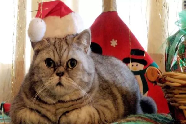 Crăciun cu pisica: cum vă puteți petrece sărbătorile în liniște