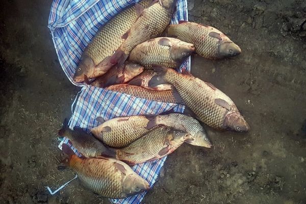 Braconieri vasluieni descoperiți de polițiștii de frontieră