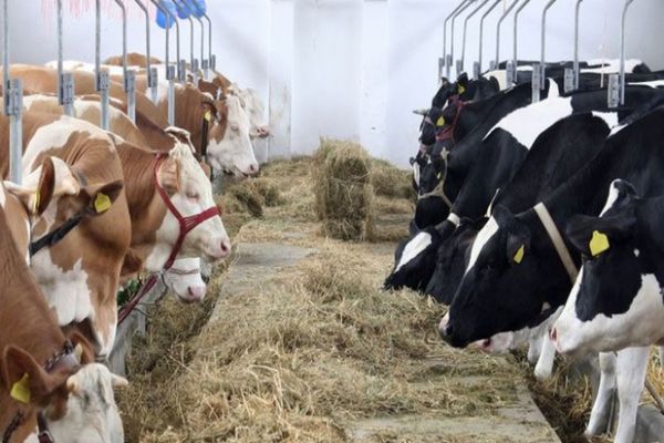 Lactate cu prețuri de coșmar. Românii se uită și merg mai departe. Fermierii își duc animalele la abator