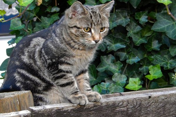 Pisicile ADORĂ când faci aceste lucruri! 14 metode prin care poți să îți faci felina mai fericită