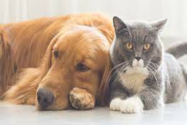 Fără animale de companie la bloc - lovitură teribilă pentru proprietarii de câini și pisici