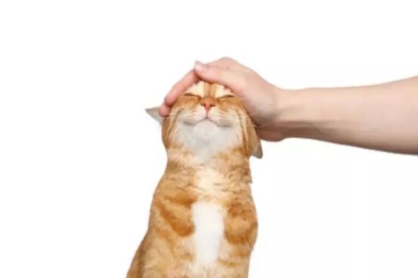 Cele mai frecvente greșeli pe care le facem când ne alegem o pisică. Ce NU TREBUIE să facem