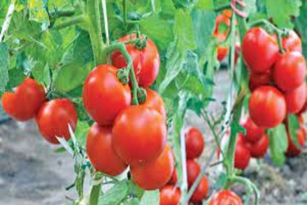 Beneficiile fenomenale ale roșiilor pentru sănătate. Riscul unor boli crunte este scăzut