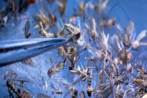 Nu mai scăpăm de căpușe și țânțari! Sunt rezultatul modului nostru de viață - STUDIU