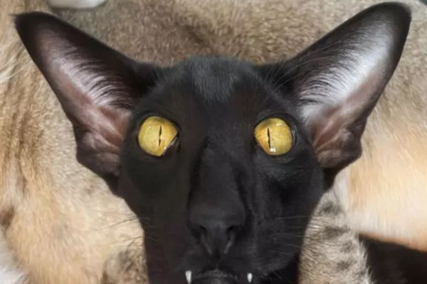 Ce înseamnă când pisicii îi miros URÂT urechile? Nu neglijați semnalul dezagreabil