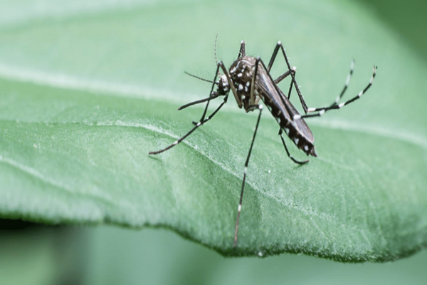 Plantele care alungă țânțarii și insectele nedorite