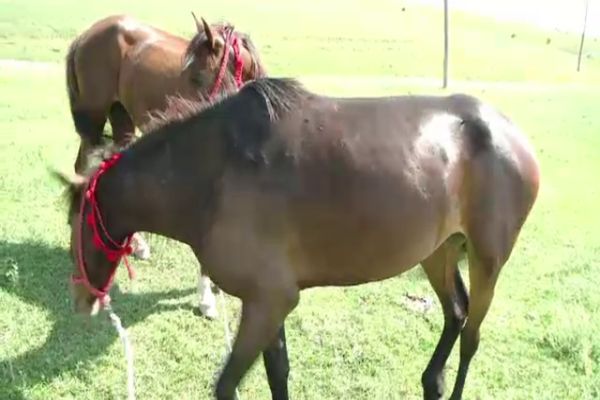 Hoți de cai, prinși de polițiști. De unde au furat două cabaline