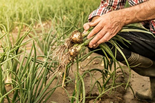 Recolte timpurii din cauza încălzirii globale. Ce spun fermierii