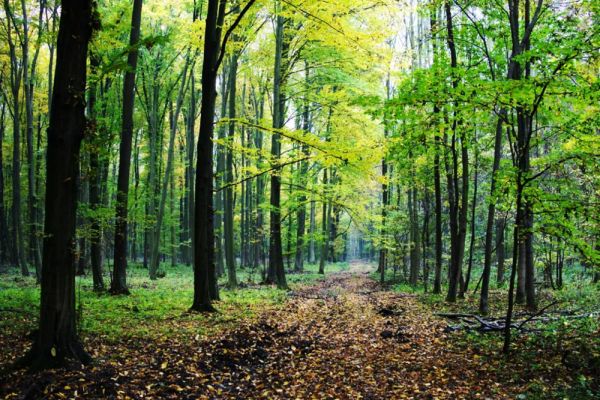 DOUĂ ADOLESCENTE DIN BACĂU, RĂTĂCITE ÎN PĂDURE ÎN TIMP CE SE ÎNTORCEAU DE LA ȘCOALĂ