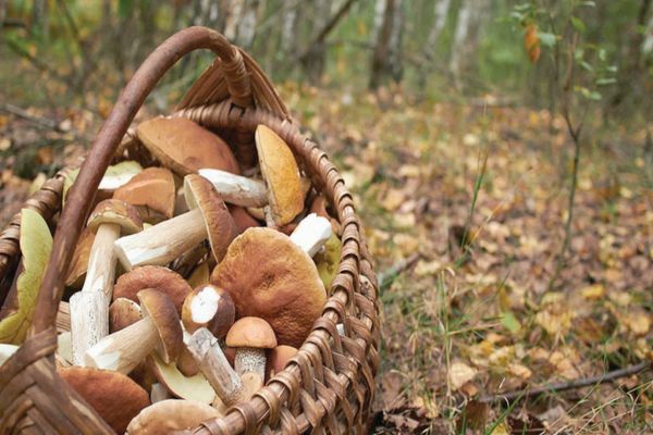 COPIL DE 11 ANI DIN VASLUI DECEDAT, DUPĂ O POSIBILĂ INTOXICAȚIE CU CIUPERCI