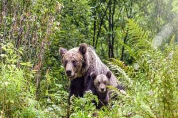 PREȘEDINTELE IOHANNIS A PROMULGAT LEGEA PRIVIND VÂNĂTOAREA DE URȘI