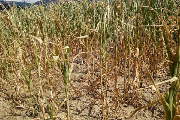 AGRICULTURA AFECTATĂ DE SECETĂ ȘI CANICULĂ