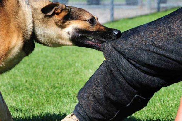 Bătrână de 82 de ani, sfâșiată de câini, în județul Vaslui. Femeia se întorcea de la biserică: reacția halucinantă a primarului localității