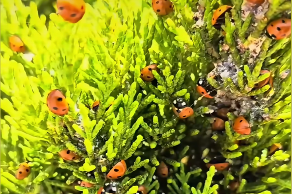 INVAZIE DE GĂRGĂRIȚE PE LITORALUL ROMÂNESC 