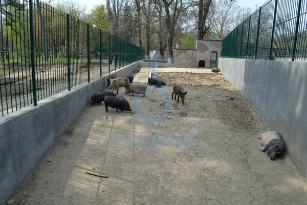 BILETE MAI SCUMPE LA GRĂDINA ZOO BĂNEASA: TARIFELE PROPUSE DE PRIMĂRIA CAPITALEI