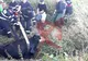 VIDEO. Intervenție a pompierilor bârlădeni pentru salvarea unei bovine căzute în apă, la Podul Pescăriei