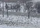 VIDEO Imagini spectaculoase cu un stol de grauri, surprinse în Bârlad