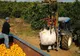 Spania caută lucrători în agricultură