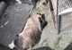Jandarmii vasluieni au salvat un bursuc