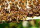 UPDATE. Bărbatul înțepat de insecte lângă localitatea Horga a fost declarat decedat