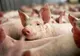 FOCAR DE PESTĂ PORCINĂ la o fermă din Murgeni cu efectiv de două mii de porci!
