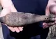 Bombă de aruncător, descoperită în localitatea Urlați!