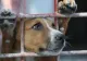 VIDEO. Un bărbat și-a găsit câinele spânzurat și cu urechile tăiate, în curte!
