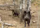 Un nou caz pozitiv de Pestă Porcină Africană la mistreţ în zona Cârja