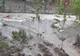 Zone inundate de viituri în urma ploilor în Zorleni și Popeni - VIDEO