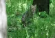 Pisică sălbatică fotografiată într-o pădure din județul Vaslui