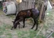 Pompierii au salvat un mânz căzut într-un puț adânc de 8 metri!