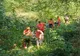 A căzut de la 2 metri! Unde era urcată adolescenta 
