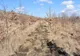 Transplantări de puieți de arbori de pe coasta barajului „Râpa Albastră”
