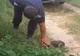 Pompierii au salvat un cățeluș căzut intr-un canal colector din Vaslui - VIDEO