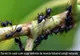 Furnici în casă: cum scapi definitiv de insecte folosind soluții naturale