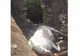 Misiune de salvare la Rădești pentru salvarea unui cal căzut într-o fântână