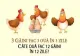 Problema de clasa I care dă bătăi de cap adulților. Câte ouă fac 12 găini în 12 zile?