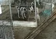 IMAGINI greu de privit într-un adăpost de câini din Vaslui! Din cauza supra-aglomerării, câinii se sfâșie între ei - VIDEO 
