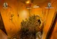 Captură record de cannabis în România. Un fost concurent al unei emisiuni de divertisment a fost ridicat de DIICOT