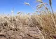 Efectele secetei, devastatoare în România. Suprafaţa afectată se apropie de 1,1 milioane hectare