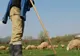 Valul de scumpiri îi lovește și pe ciobani: hrana pentru animale, din ce în ce mai scumpă. Oamenii sunt disperați