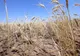 Efectele secetei, devastatoare în România. Suprafața afectată a crescut la peste un milion de hectare de teren agricol