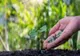 MADR lămurește cine este pasibil de pușcărie conform Ordonanței care vizează produsele de protecție a plantelor!